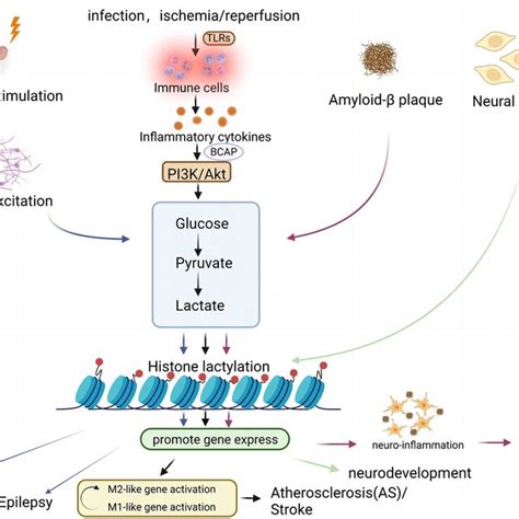 Lactate And Lactylation In The Brain Current Progress And Perspectives