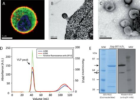 Characterization Of The Purified Standard Gag Gfp Vlp Material A