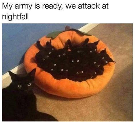 25 National Cat Day Memes To Celebrate The Humor & Dramatics Of Cats