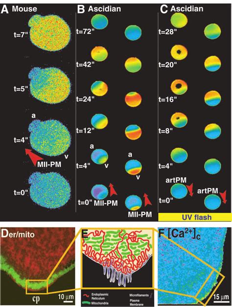 Ca 2 Wave Pacemakers In Eggs A A Sequence Showing A Ca 2 Wave