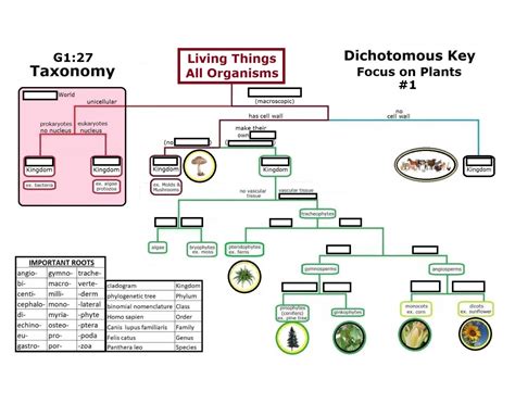 G127 Dichotomous Key Plants 1 Quiz