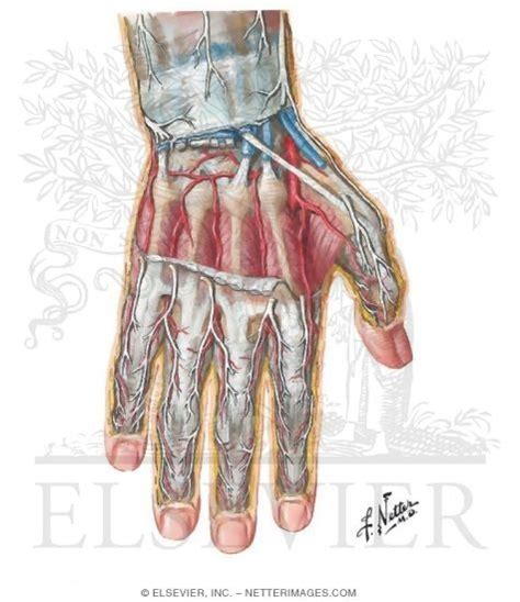 Wrist And Hand Deep Dorsal Dissection