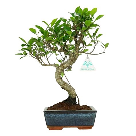 Ficus Retusa Cm