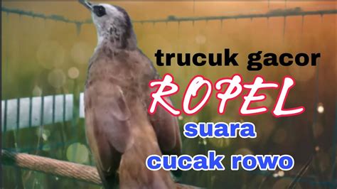 Trucukan Gacor Ropel Berasa Cucak Rowo Youtube