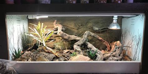 Bearded Dragon Tank Setup Bearded Dragon Vivarium Bearded Dragon