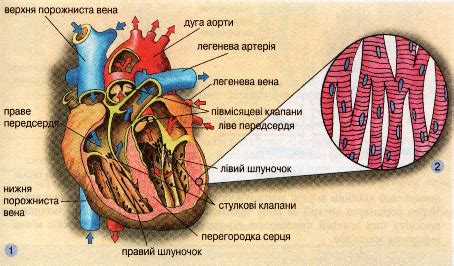 Органи кровообігу. Будова серця.. — Гипермаркет знаний