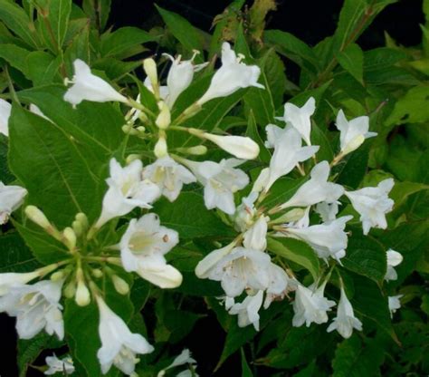 Weigela Candida Baumschule Frank