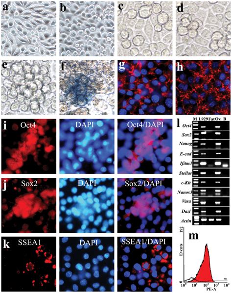 A Phase Contrast Images Of L Cells In Culture B Small Round