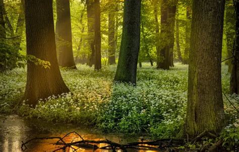 Wallpaper Greens Forest Light Trees Branches Nature Pond