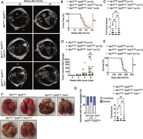 Tnfr Deficiency Did Not Alter Sclc Onset Or Progression A