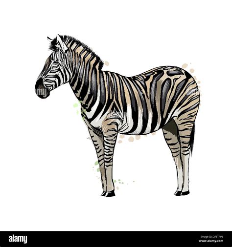 Zebra Drawing Picture