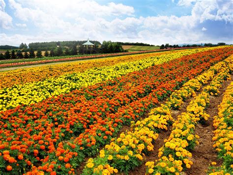 四季折々の雄大な自然景観を満喫！北海道の絶景スポット17選 Good Luck Trip