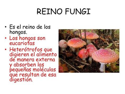 Reino Fungi