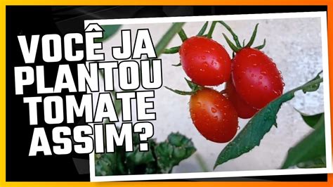 COMO PLANTAR TOMATE DE FORMA FACIL YouTube