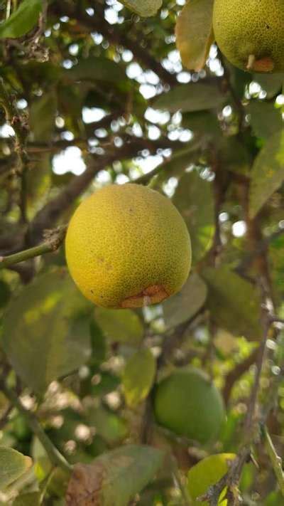 Plusieurs fruits sont tombés Communauté Plantix