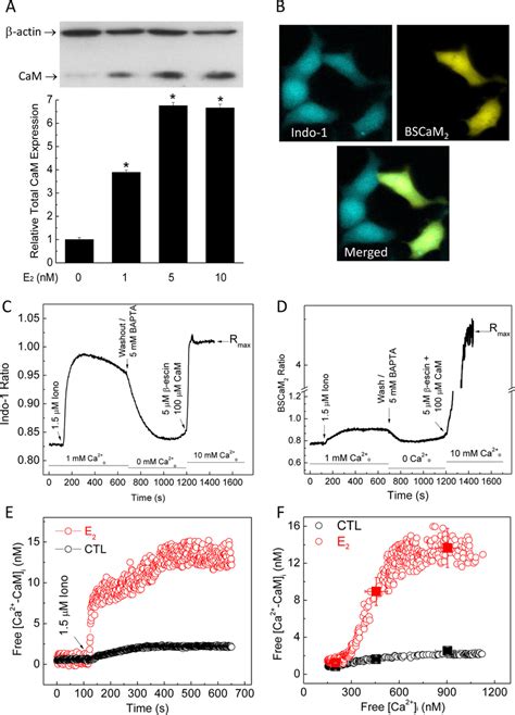 Estrogen Up Regulates Total And Free Cam Expression A Dose Dependent