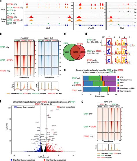 Distinct Characteristics Of Ctcf And Ctcfl And Their Binding Sites A