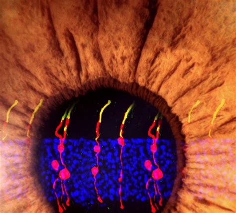 M Ller Glia Derived Rod Photor Image Eurekalert Science News Releases