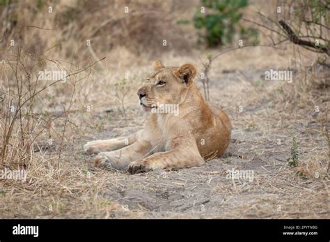 Lioness Resting In The Bush Chobe National Park Botswana Shows