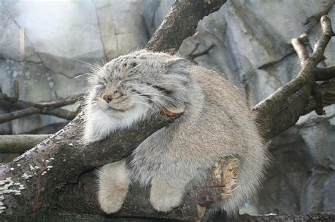 1920x1080px | free download | HD wallpaper: Cats, Pallas's Cat ...