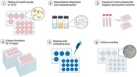 Frontiers The Colony Forming Efficiency Assay For Toxicity Testing Of