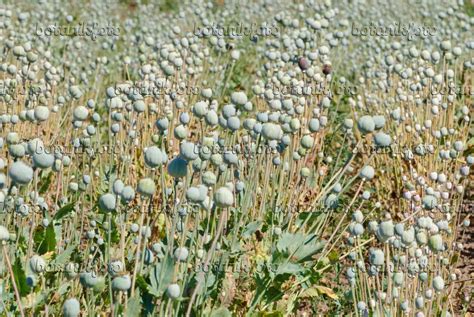 Image Opium Poppy Papaver Somniferum 475050 Images Of Plants And