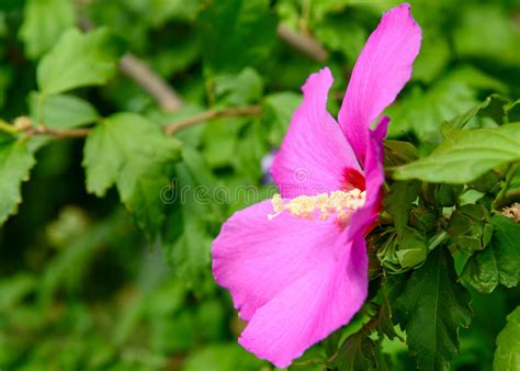 Flor Rosada Del Syriacus Del Hibisco Foto De Archivo Imagen De Fondo