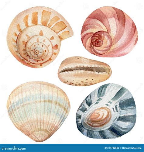 Watercolor Seashells On Isolated White Background Marine Illustration