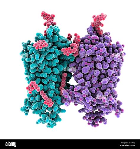 Opsin Molecular Model Of A Ligand Free Opsin Molecule Opsins Are