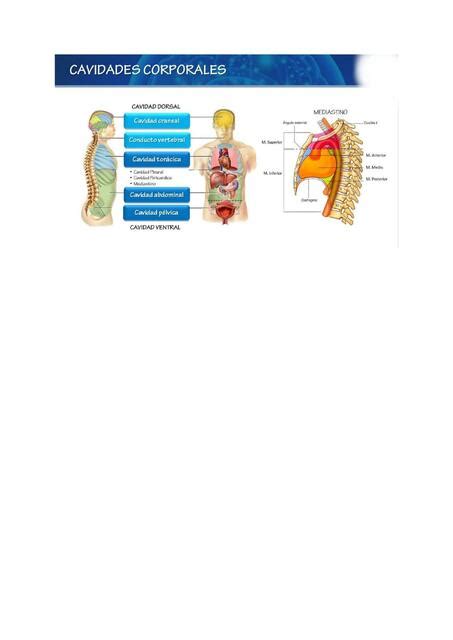 Cavidades Corporales Liliana Conde Udocz