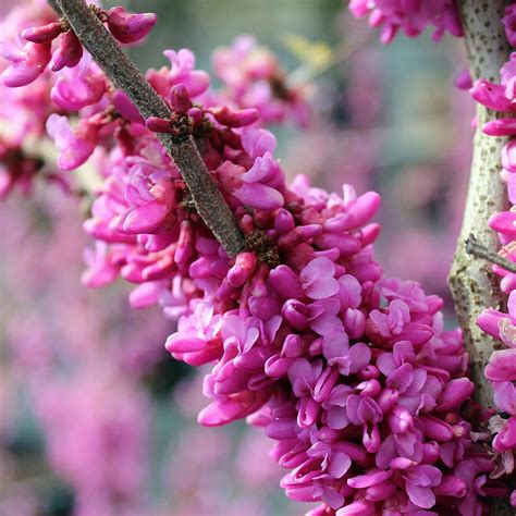 Chinesischer Judasbaum Don Egolf Cercis Chinensis Don Egolf