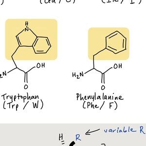 MCAT Amino Acids Cheat Sheet - Etsy UK