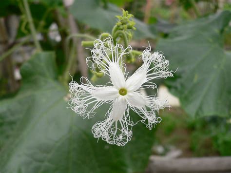 Snake Gourd Flower Trichosanthes Anguina Cucurbitaceae C Flickr