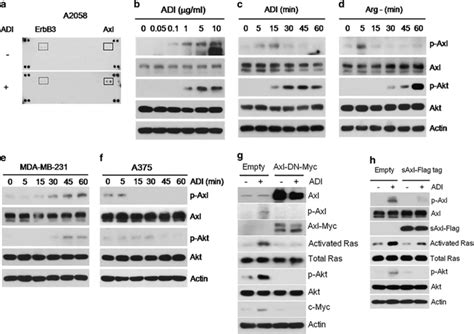 Activation Of Axl In Response To Adi Peg A Activation Of Axl By