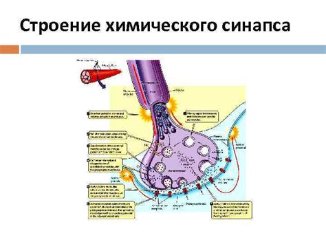 Синапс Классификации синапсов 1 Электрические химические и