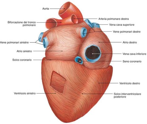 Cenni Di Anatomia Del Cuore Medicina