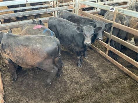 Pen A N Angus X Hereford Weaner Steers Kg Total Weight