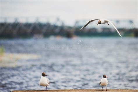 Three Cute Seagulls On A Wooden Pier Stock Photo Image Of Feather