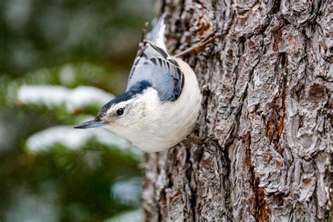 The Red-breasted Nuthatch and Its Quirky Behavior