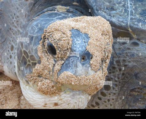 Green Sea Turtles Come To Lay Their Eggs On The Beaches Of Ascension