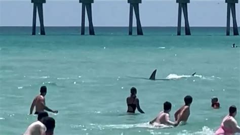 ‘good God People’ Shark Sends Beachgoers Running For Shore Cnn