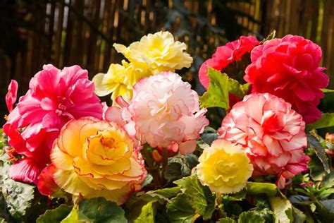 How to Care for Begonias: Basic Tips For Beginners | ShrubHub