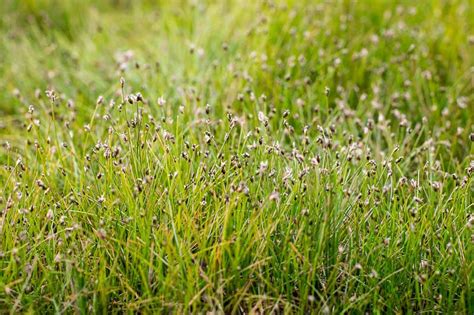 Eleocharis Acicularis Needle Spikerush