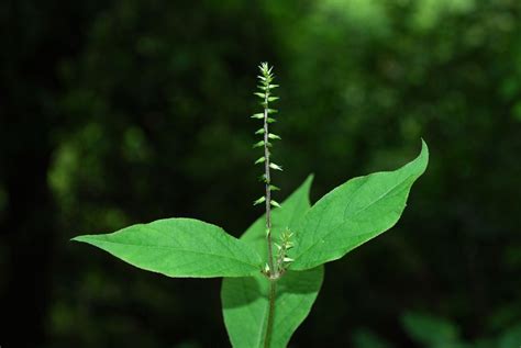 Achyranthes Aspera L Plants Of The World Online Kew Science