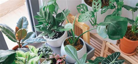 15 Best Indoor Ornamental Plants: Make your surrounding better