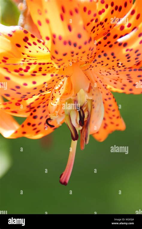 Lilium Lancifolium Flore Pleno Or Double Tiger Lily In Flower In An