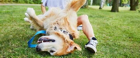 8 Of Best Dog Parks In Chicago