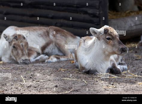 Wapiti Cervus Canadensis Stock Photo Alamy
