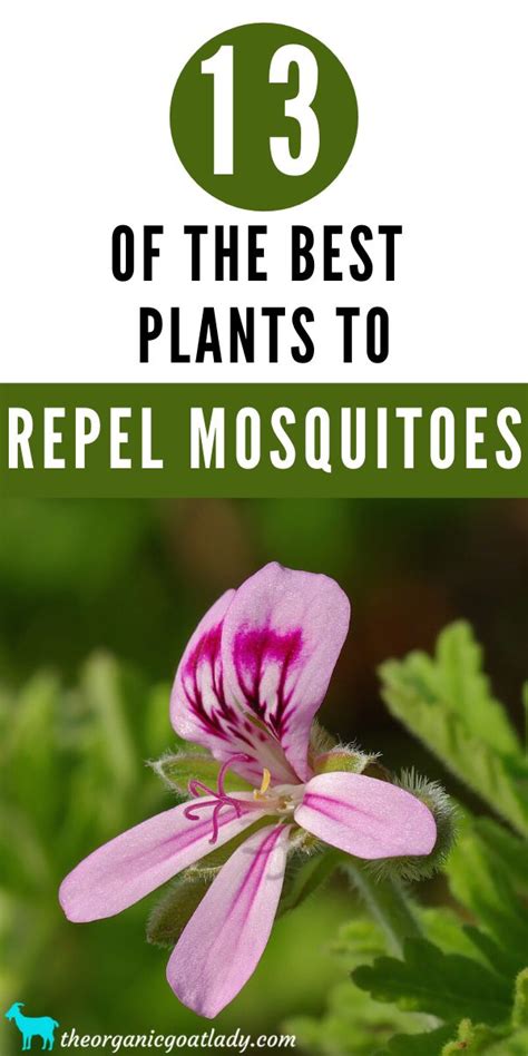 13 Plants That Repel Mosquitoes The Organic Goat Lady Mosquito Repelling Plants Insect