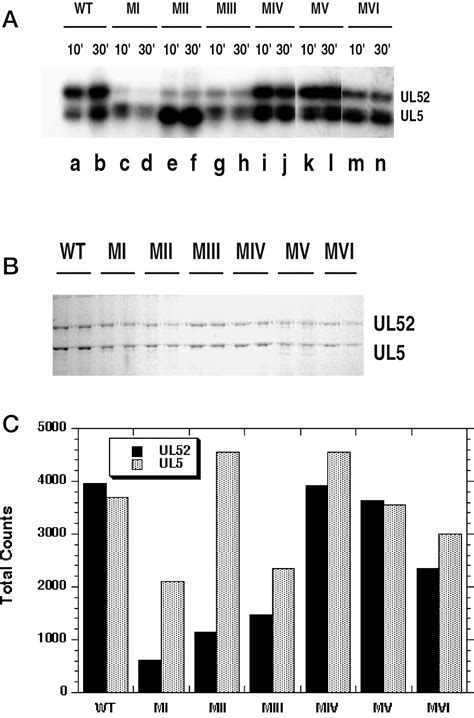 The UL5 And UL52 Subunits Of The Herpes Simplex Virus Type 1 Helicase